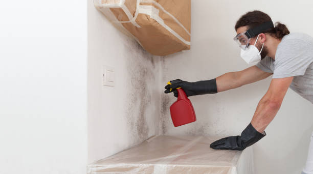 Professional Black Mold Remediation technician working in Medfield, MA